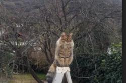 开云官网-绿茵双线叙事，皇社连胜映照差距，魔笛欧冠再证大师本色