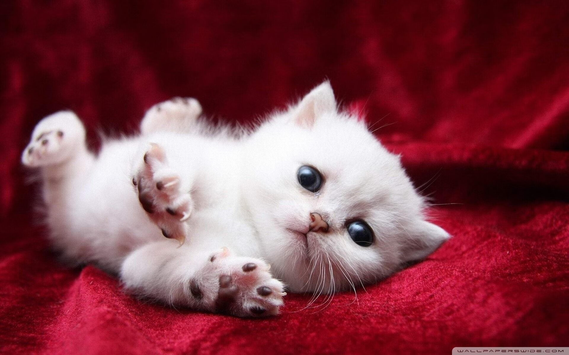 太阳鏖战尼克斯,2026世界杯的跨洲际焦点战