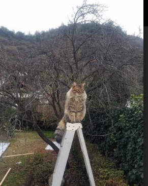 绿茵双线叙事，皇社连胜映照差距，魔笛欧冠再证大师本色